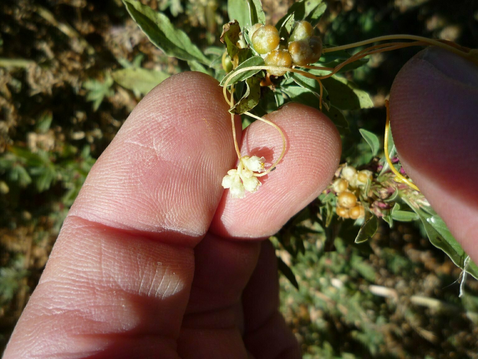 High Resolution Cuscuta californica Bud